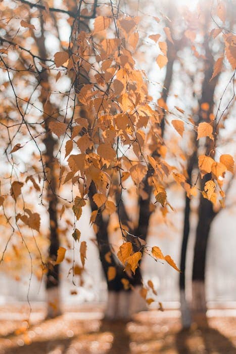 Embracing Nature's Beauty in Outdoor Headshots